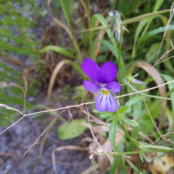 Viola tricolor Kwiat