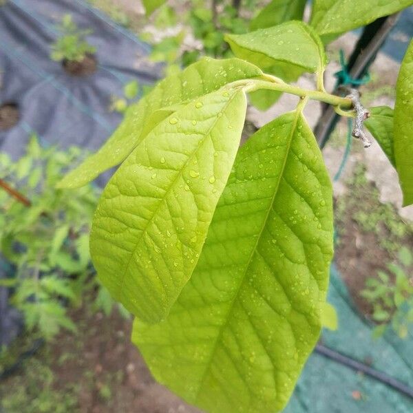 Asimina triloba Yaprak