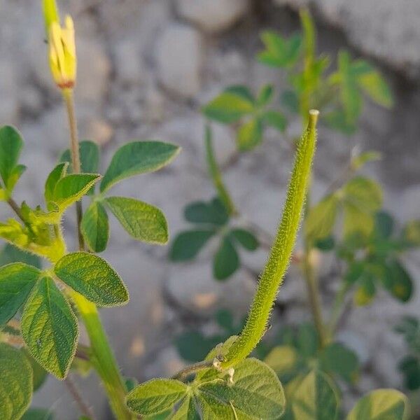 Cleome viscosa Vili