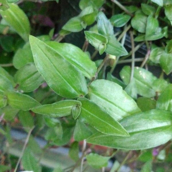 Gibasis geniculata Leaf