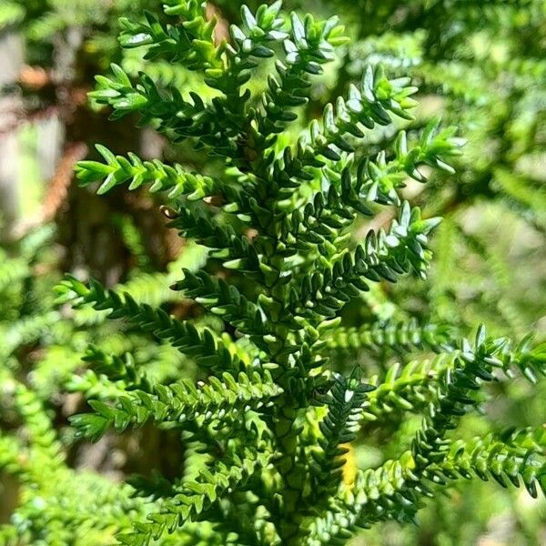 Pilgerodendron uviferum Leaf