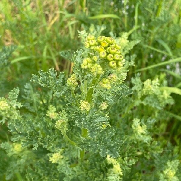 Senecio sylvaticus Kvet