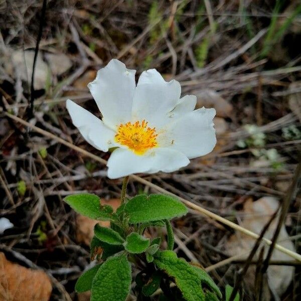 Cistus salviifolius Flower