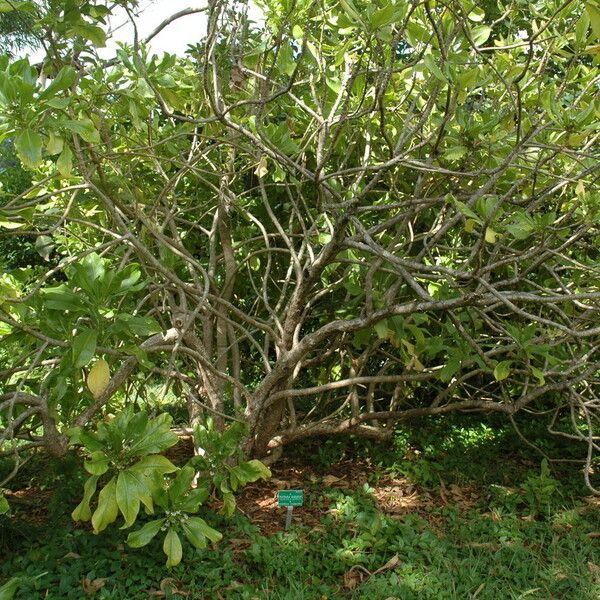 Scaevola taccada 整株植物