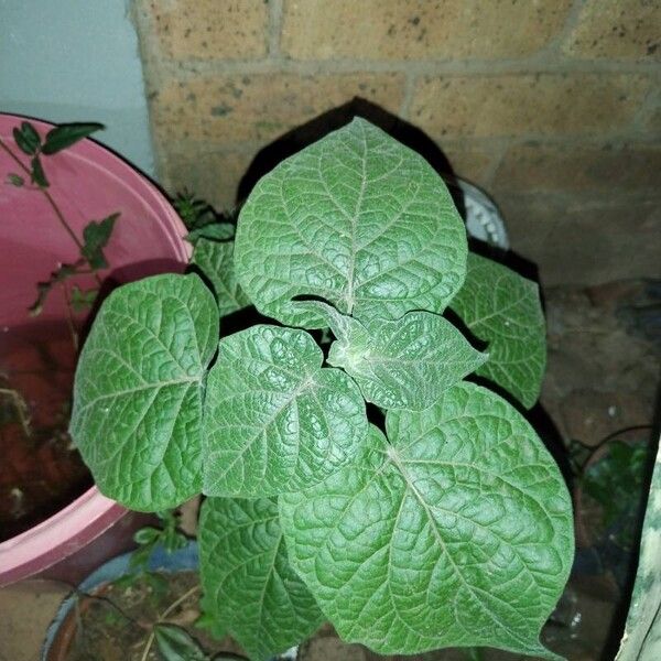 Physalis peruviana Folio