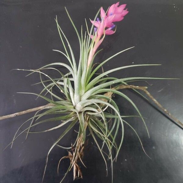 Tillandsia stricta Habit