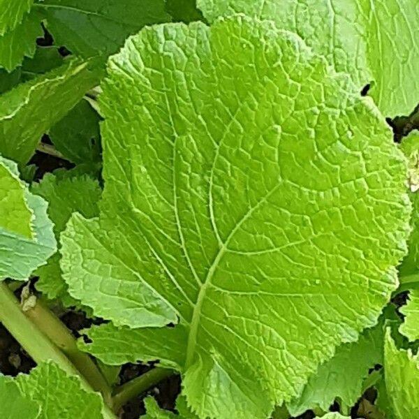 Brassica juncea Листок