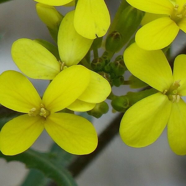 Biscutella cichoriifolia ফুল