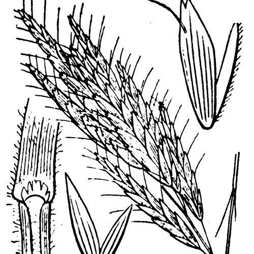 Bromus lanceolatus autre