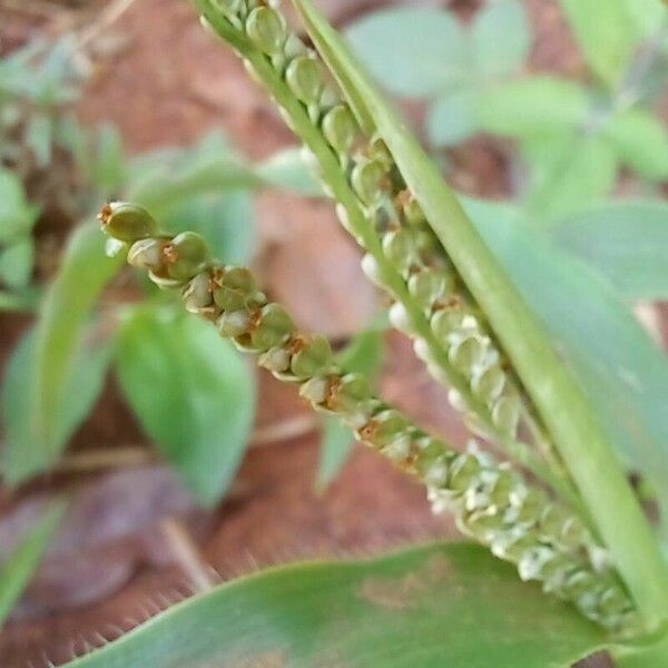 Paspalum paniculatum Vili