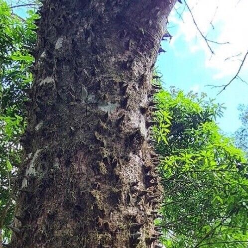 Ceiba pentandra Ŝelo