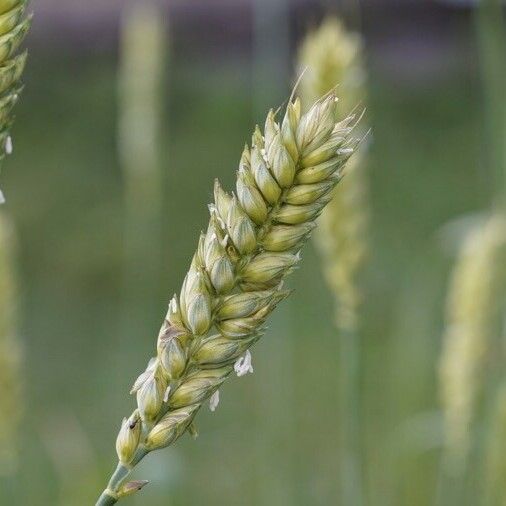 Triticum aestivum Fruit