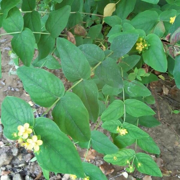 Hypericum androsaemum Liść