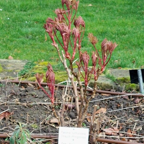 Paeonia × suffruticosa Habit