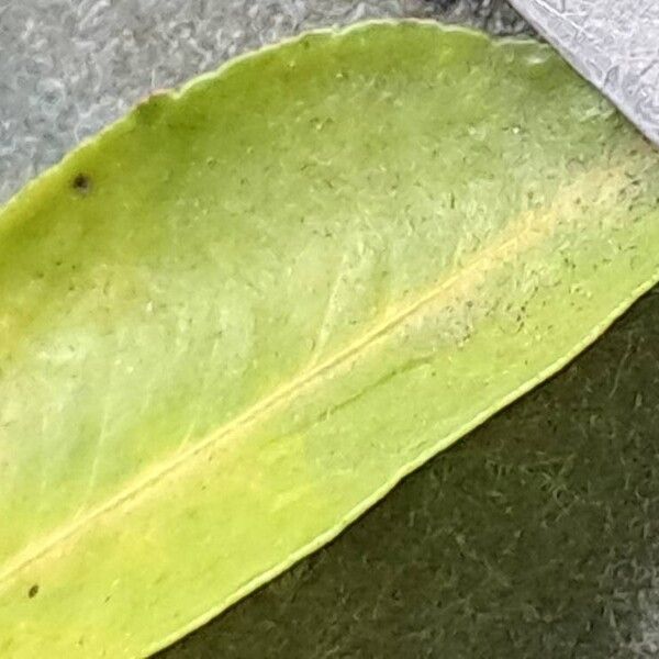 Cariniana estrellensis Leaf