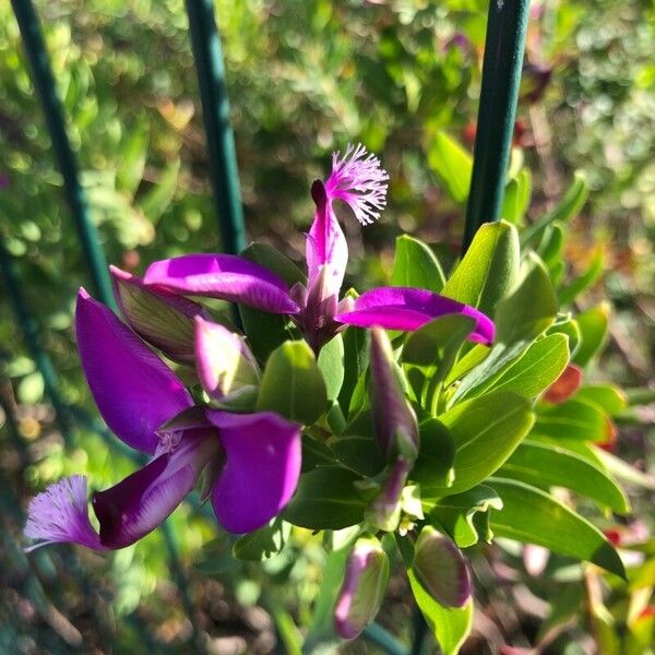 Polygala myrtifolia പുഷ്പം