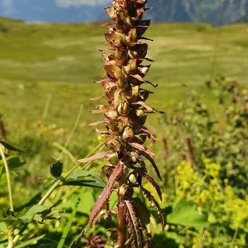 Pedicularis recutita Цветок