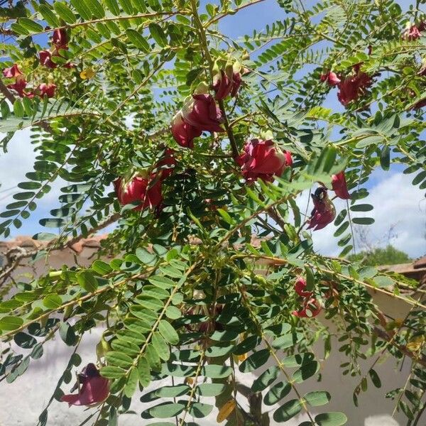 Sesbania grandiflora Blüte