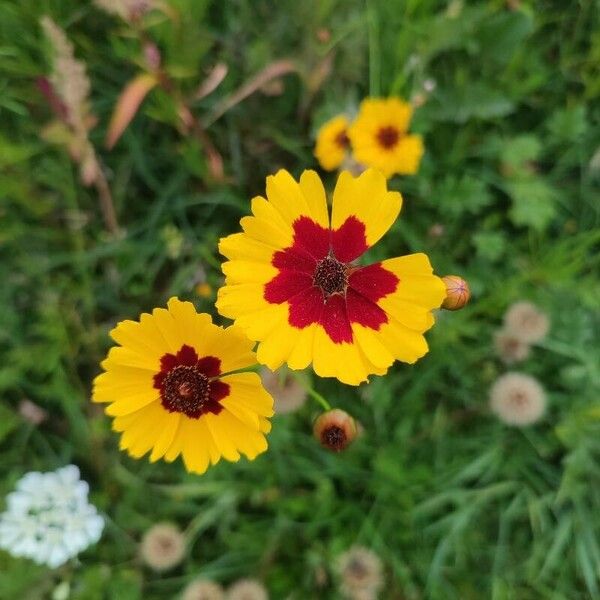 Coreopsis basalis 花