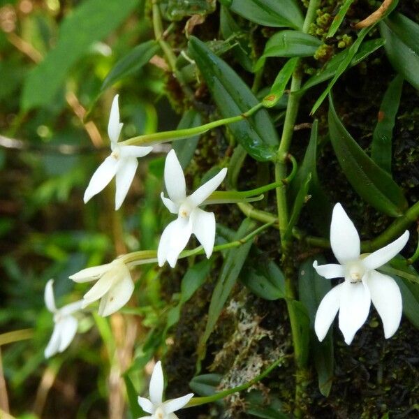 Angraecum ramosum Цветок