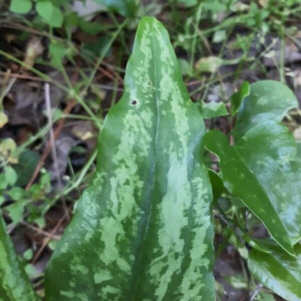 Smilax bona-nox Leaf