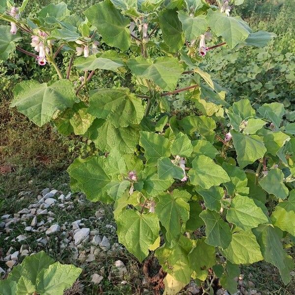 Martynia annua Habitus