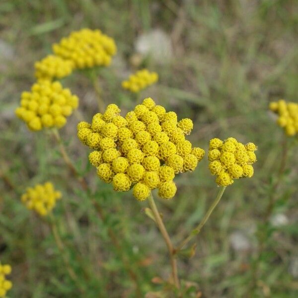 Achillea ageratum Žiedas