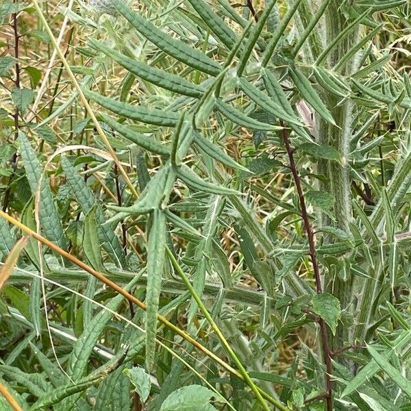 Cirsium eriophorum Yaprak