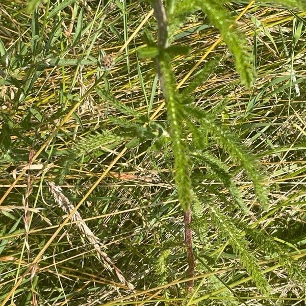 Achillea millefolium List