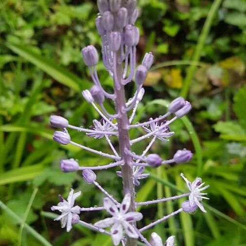 Nectaroscilla hyacinthoides Blüte