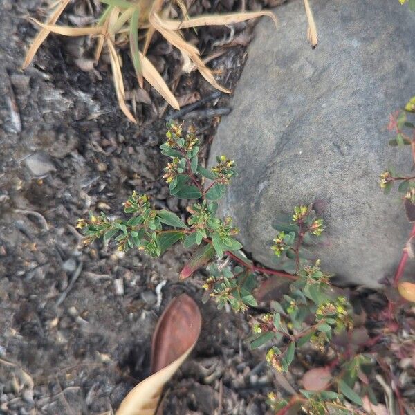 Euphorbia hyssopifolia Flower