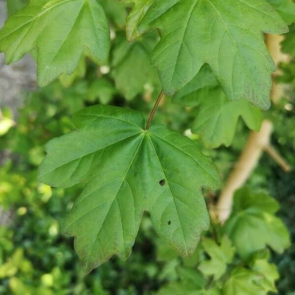 Acer campestre Blad