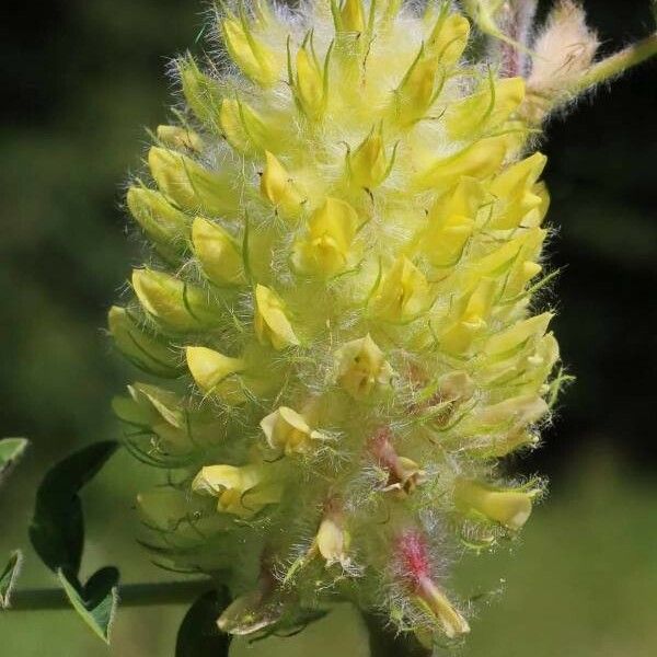 Astragalus alopecurus Flower