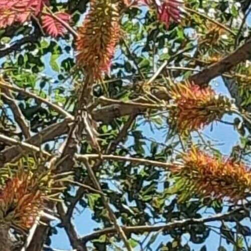 Acrocarpus fraxinifolius Flower