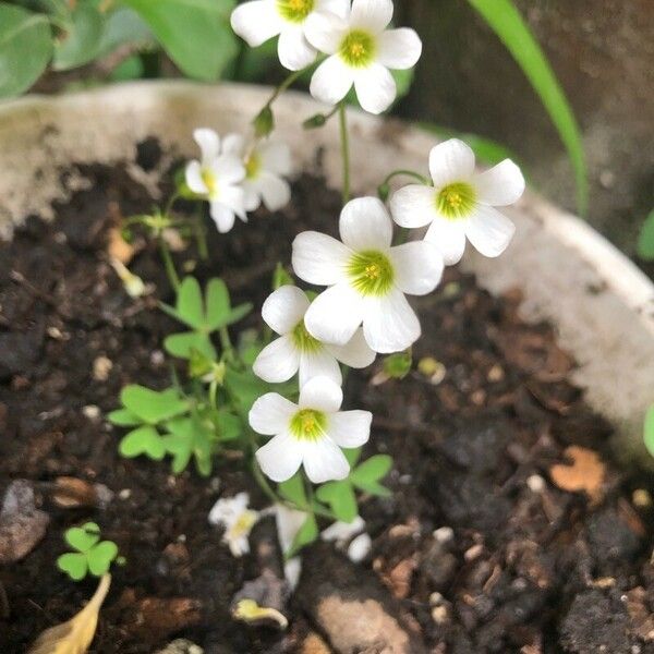 Oxalis incarnata Floro