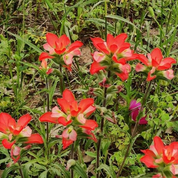 Castilleja indivisa 花