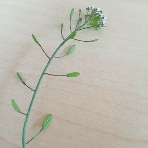 Draba muralis Flower