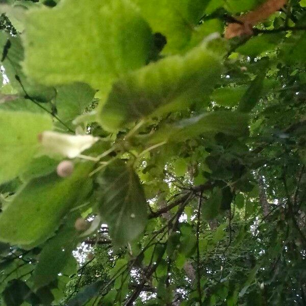 Tilia platyphyllos Hoja