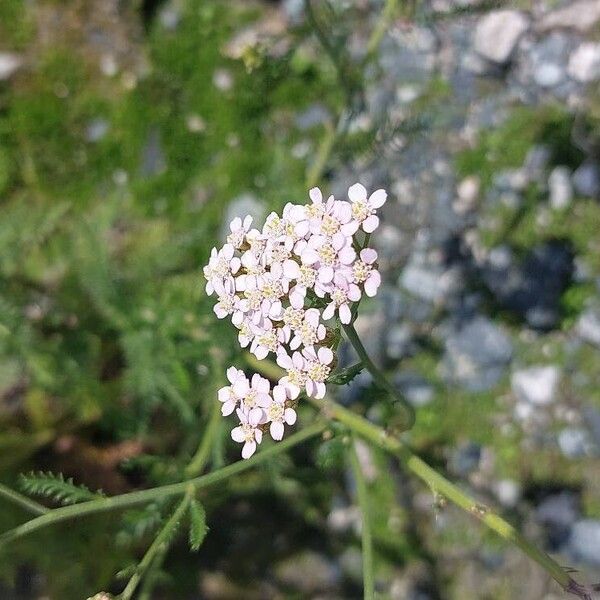 Achillea × roseoalba Õis