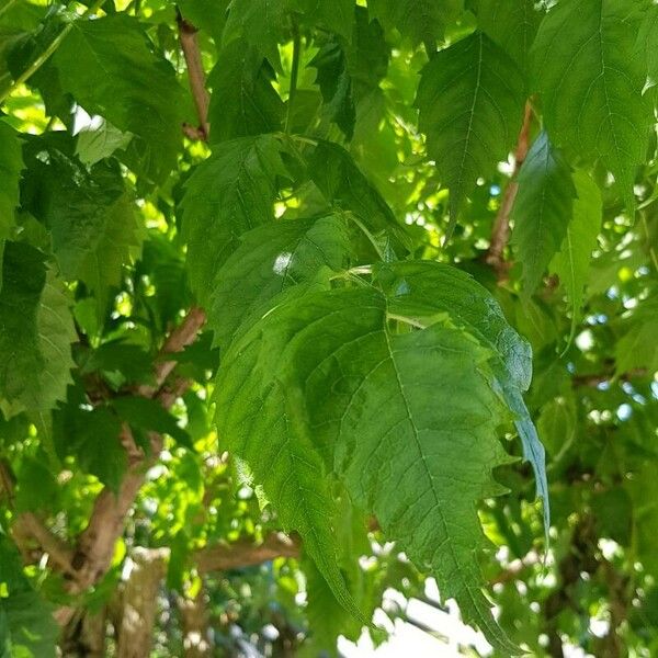 Campsis radicans ᱥᱟᱠᱟᱢ