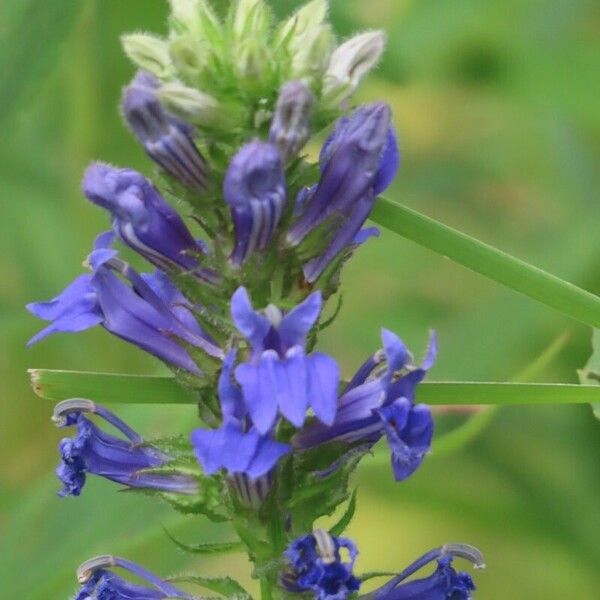 Lobelia siphilitica Flor