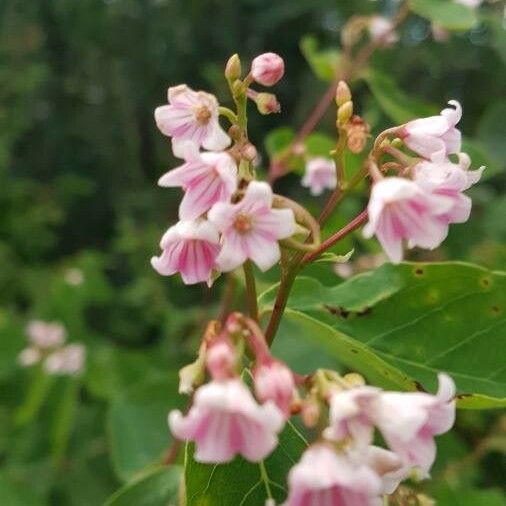 Apocynum androsaemifolium Квітка