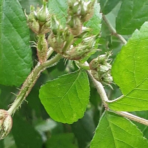 Rosa multiflora Flor