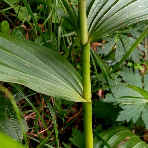 Veratrum album Lubje