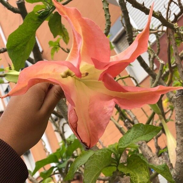 Brugmansia versicolor Květ