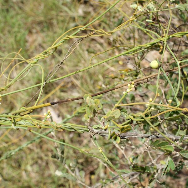 Cassytha filiformis Gyümölcs