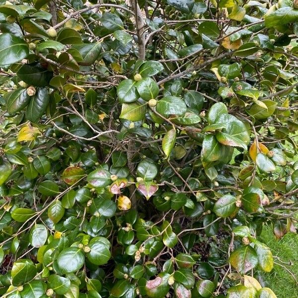 Camellia japonica Habitatea