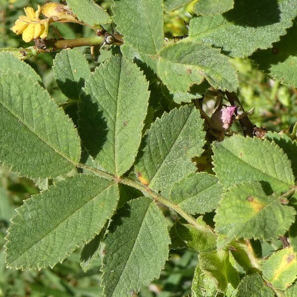 Rosa villosa Lehti