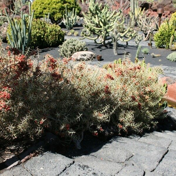 Cylindropuntia leptocaulis Alkat (teljes növény)