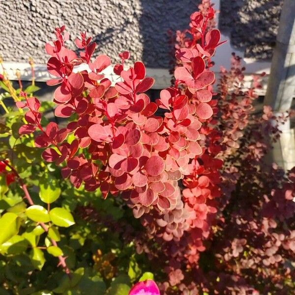 Berberis thunbergii Lapas